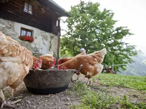 Südtiroler Geflügel erhält das Qualitätszeichen Südtirol