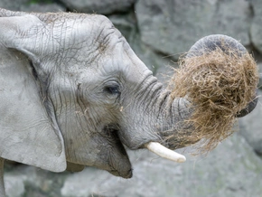 Heu ist im Tiergarten Schönbrunn am beliebtesten