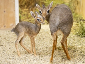 Nachwuchs bei kleinsten Antilopen Afrikas in Wien-Schönbrunn