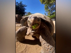 Im Zoo: Legendäre Riesenschildkröte gestorben