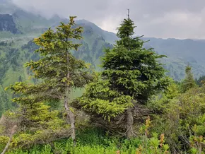 Gutartiger Pilz schützt vor Fichtennadelblasenfrost