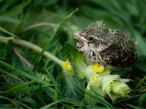 Wie Wiesenbrüter geschützt werden können