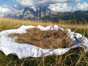 Land setzt auf autochthones Saatgut