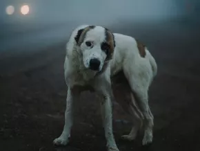 Silvester: Die schlimmste Nacht des Jahres