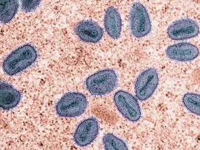 Wie hängen Boden- und Darmmikrobiom zusammen?