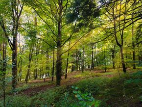 Wald im Fokus: Zwischen Wirtschaftsfaktor, Klimaschützer und Lebensraum