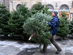 Immunsystem wird durch Christbaum-Riechen stärker