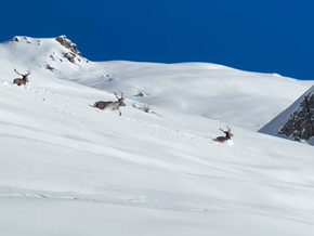 Spektakuläres Alpen-Video: Hirsche kämpfen sich durch meterhohen Schnee