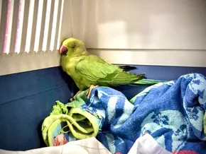 Bozens Papageien blicken auf schwieriges Jahr zurück