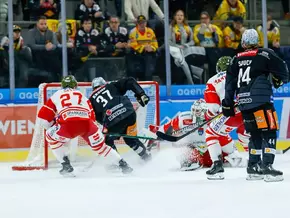 Foxes in Wien von der Rolle