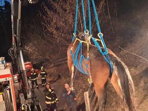 Pferd aus Notlage gerettet