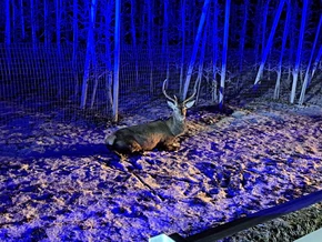 Prad am Stilfserjoch: Linienbus kollidiert mit Hirsch