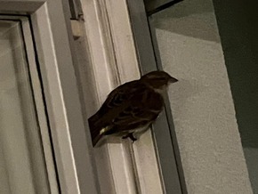 Schon wieder ein Vogel in der Abzugshaube