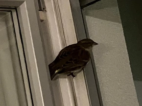 Schon wieder ein Vogel in der Abzugshaube