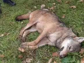 Gefahr für Mensch und Tier: Wolf im Piemont überfahren