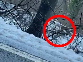 Hier schleicht ein Wolf am Straßenrand vorbei – VIDEO