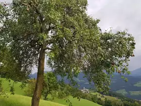 Südtiroler Streuobstsorte des Jahres 2026