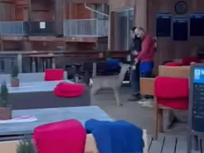 Junges Reh mischt Terrasse einer Dolomitenhütte auf – VIDEO