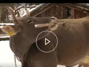 Kuh “Veronika” verblüfft die ganze Welt – VIDEO
