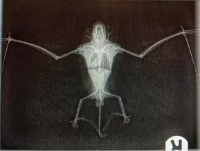 Tauben in Not und eine geschwächte Fledermaus