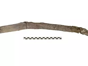 Älteste von Menschen genutzte Holzwerkzeuge entdeckt