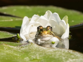 Froschquaken an Nachbars Teich muss hingenommen werden