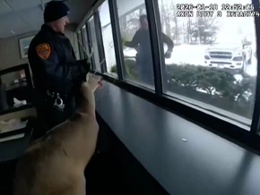 Einbruch in Bank: Hirsch festgenommen - VIDEO