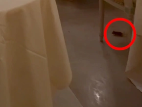 Eine kleine Maus beim großen Tee - VIDEO