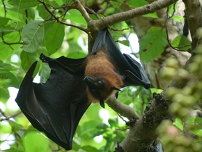 ECDC: Sehr geringes Nipah-Risiko für Europäer