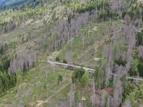 Südtirol rüstet Wälder gegen Klimawandel