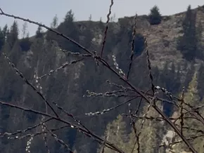 Frühstart in Ridnaun: Weidenkätzchen blühen mitten im Winter - VIDEO