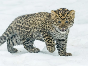 Nachwuchs bei den bedrohten Amurleoparden in Schönbrunn