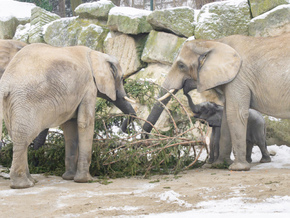 Schönbrunner Weihnachtsbaum an Elefanten verfüttert