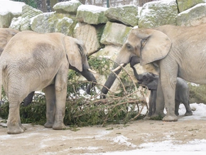 Schönbrunner Weihnachtsbaum an Elefanten verfüttert