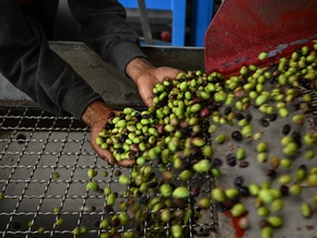 Billiges Olivenöl aus Tunesien gefährdet Italiens Erzeuger