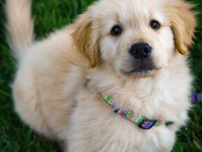 Immer mehr Hundewelpen ohne Mikrochip in Südtirol