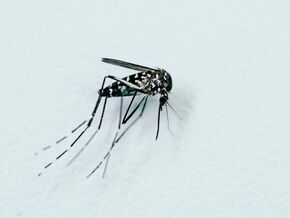 Resistente Tigermücken in Europa