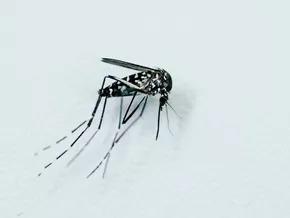 Resistente Tigermücken in Europa