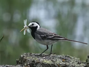 Winter im Nationalpark Stilfserjoch