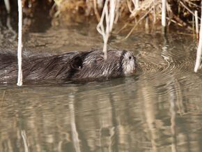 Nutria: Nager mit negativen Auswirkungen
