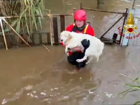 Sardinien: Fluss tritt über die Ufer – neun Hunde gerettet