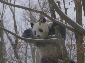 Wiener Pandas genießen den Schnee