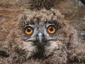 Wenn der Uhu am Kletterfelsen brütet