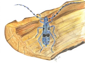 Nach der Natur zeichnen