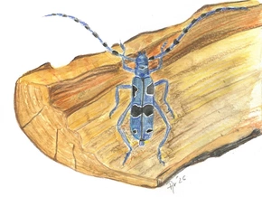 Nach der Natur zeichnen