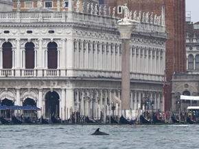 Delfin lebt in Venedig gut und gefährlich