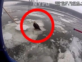 Auf Eisscholle: Polizei rettet blutenden Weißkopfseeadler