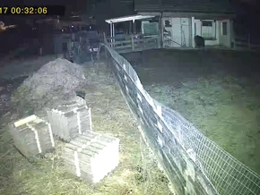 Bär in Norditalien hinterlässt zwei Blutspuren in 48 Stunden - VIDEO