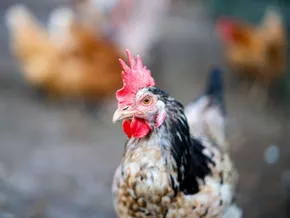 Huhn landet im Fundbüro am Münchner Hauptbahnhof