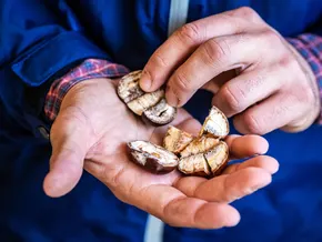 Kastanienanbau heute - zwischen Tradition und Innovation